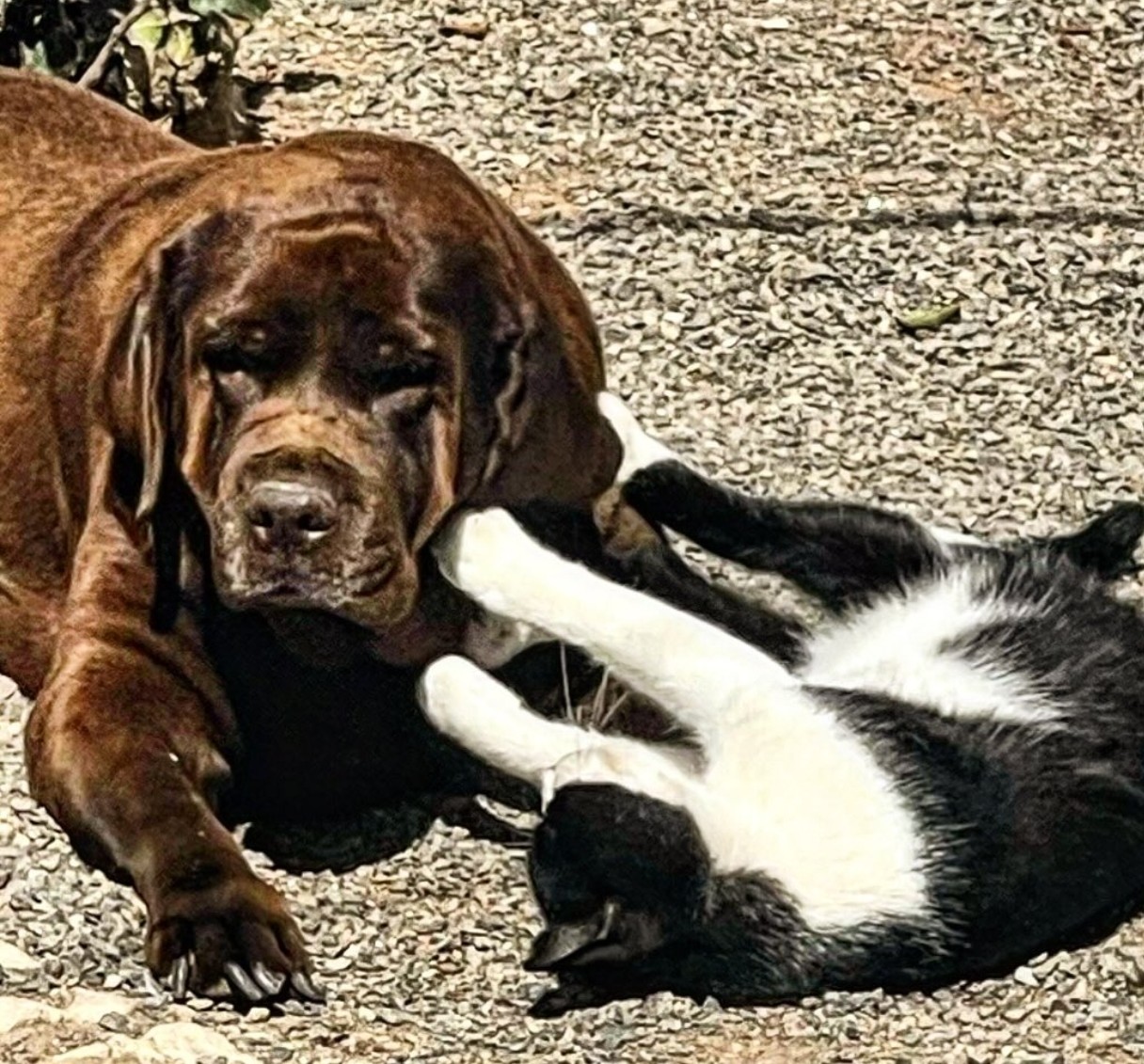 Mascotas Finca Oaxaca