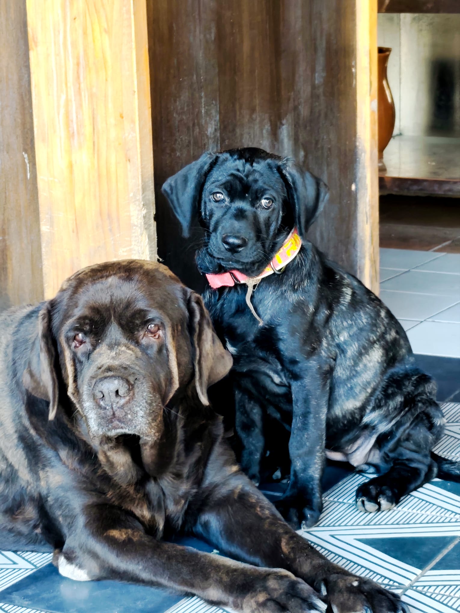 Mascotas Finca Oaxaca