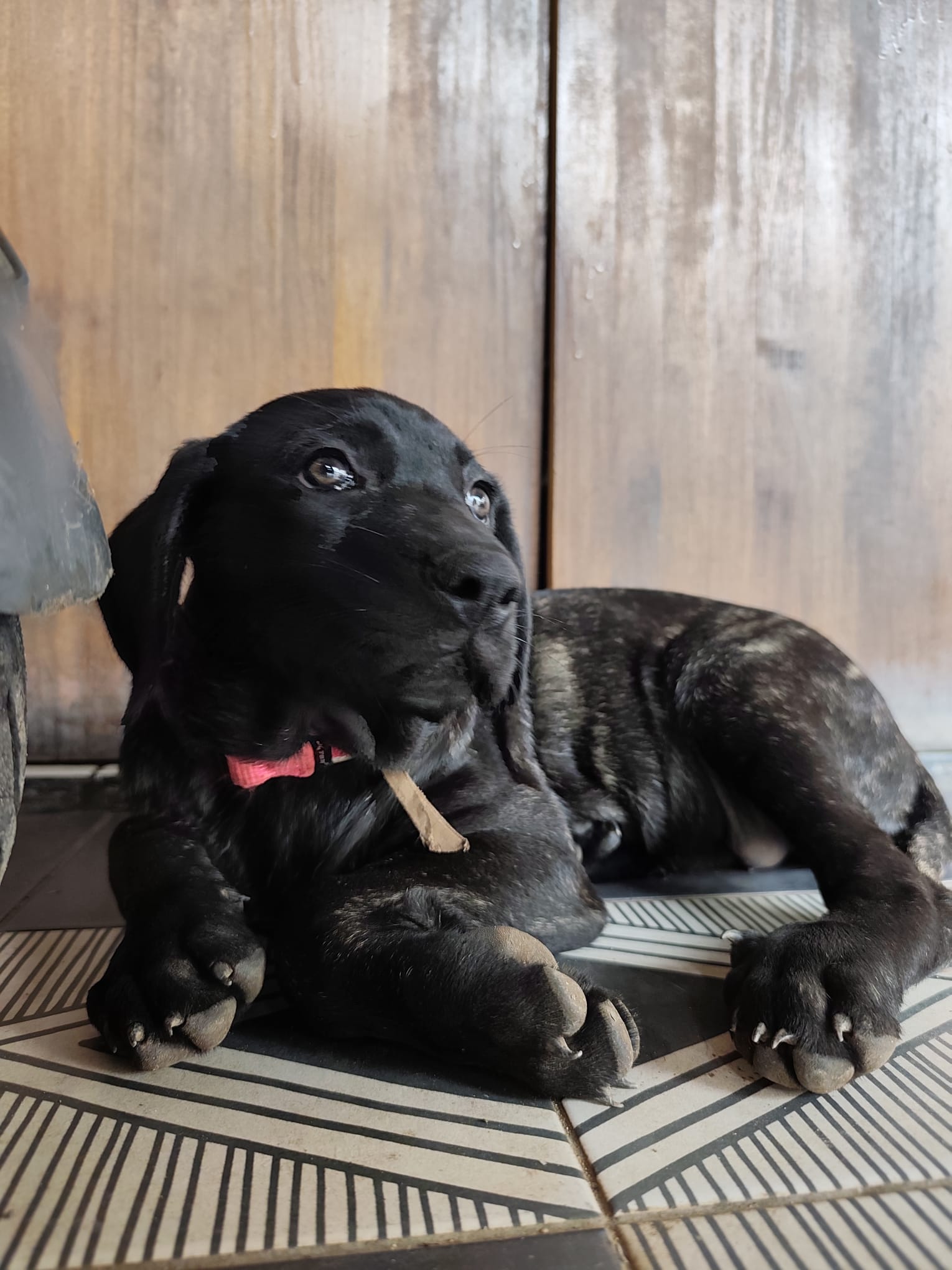 Mascotas Finca Oaxaca