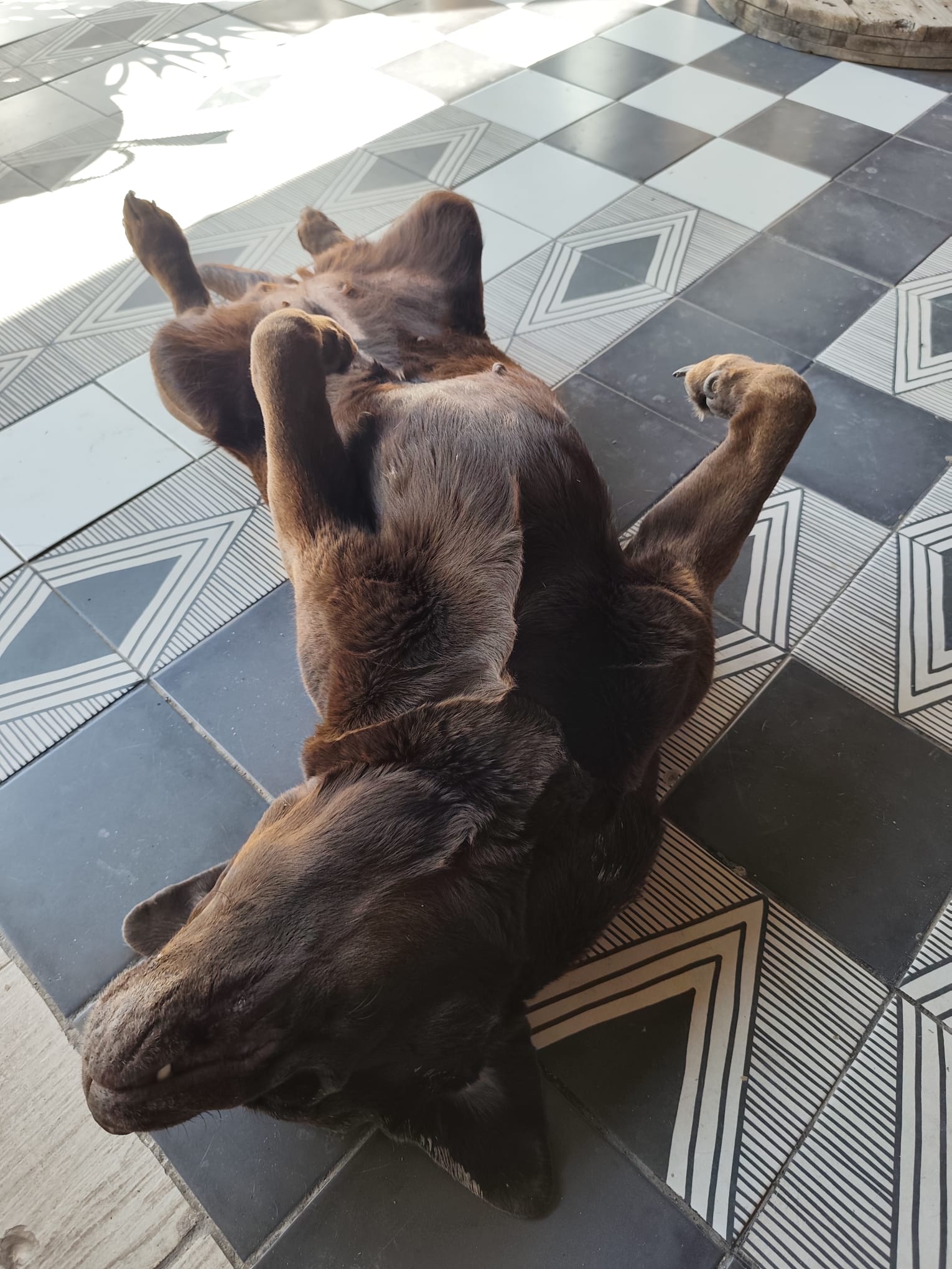 Mascotas Finca Oaxaca